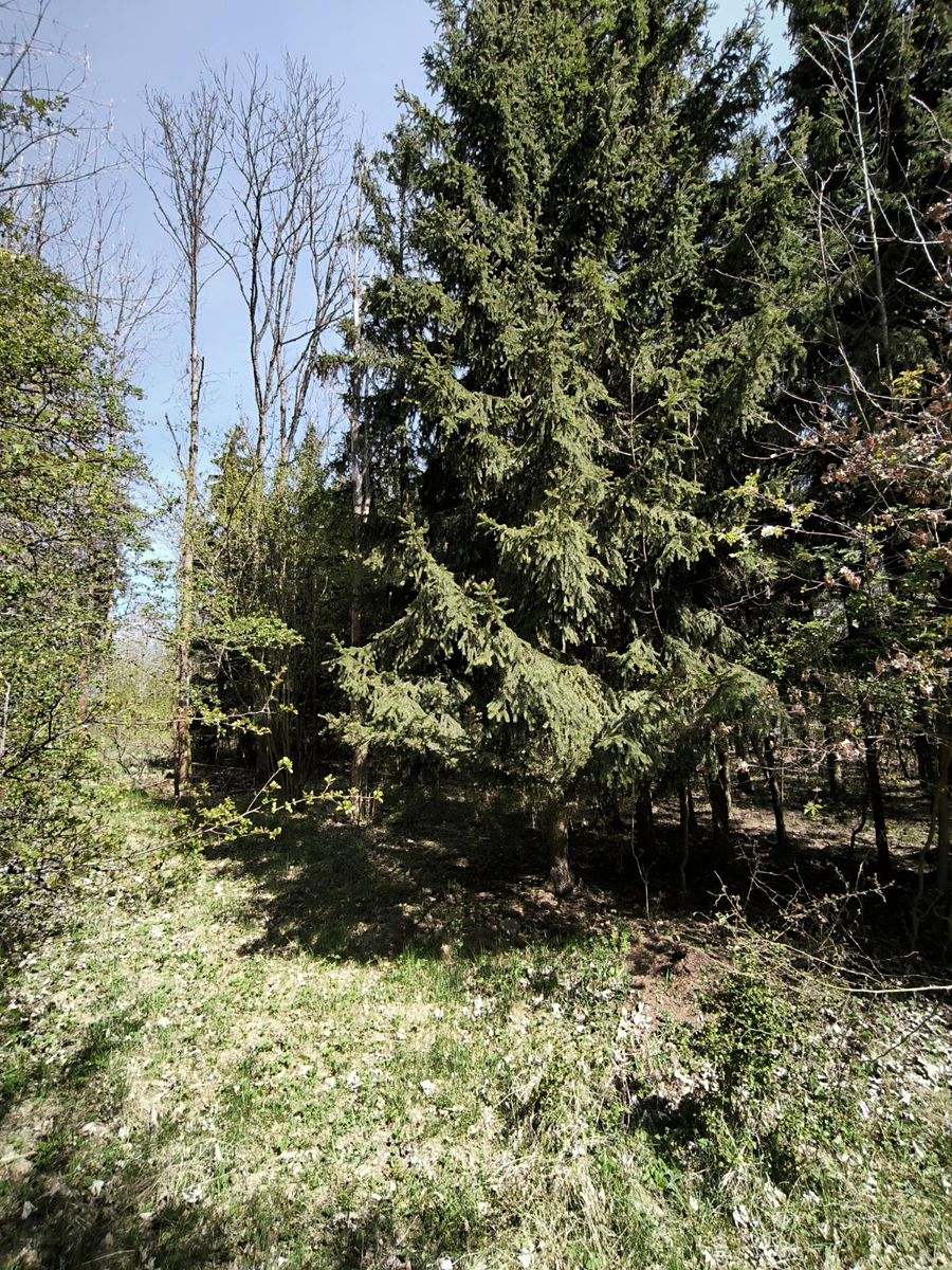 Prodej lesa 2671 m² – fotografie 2