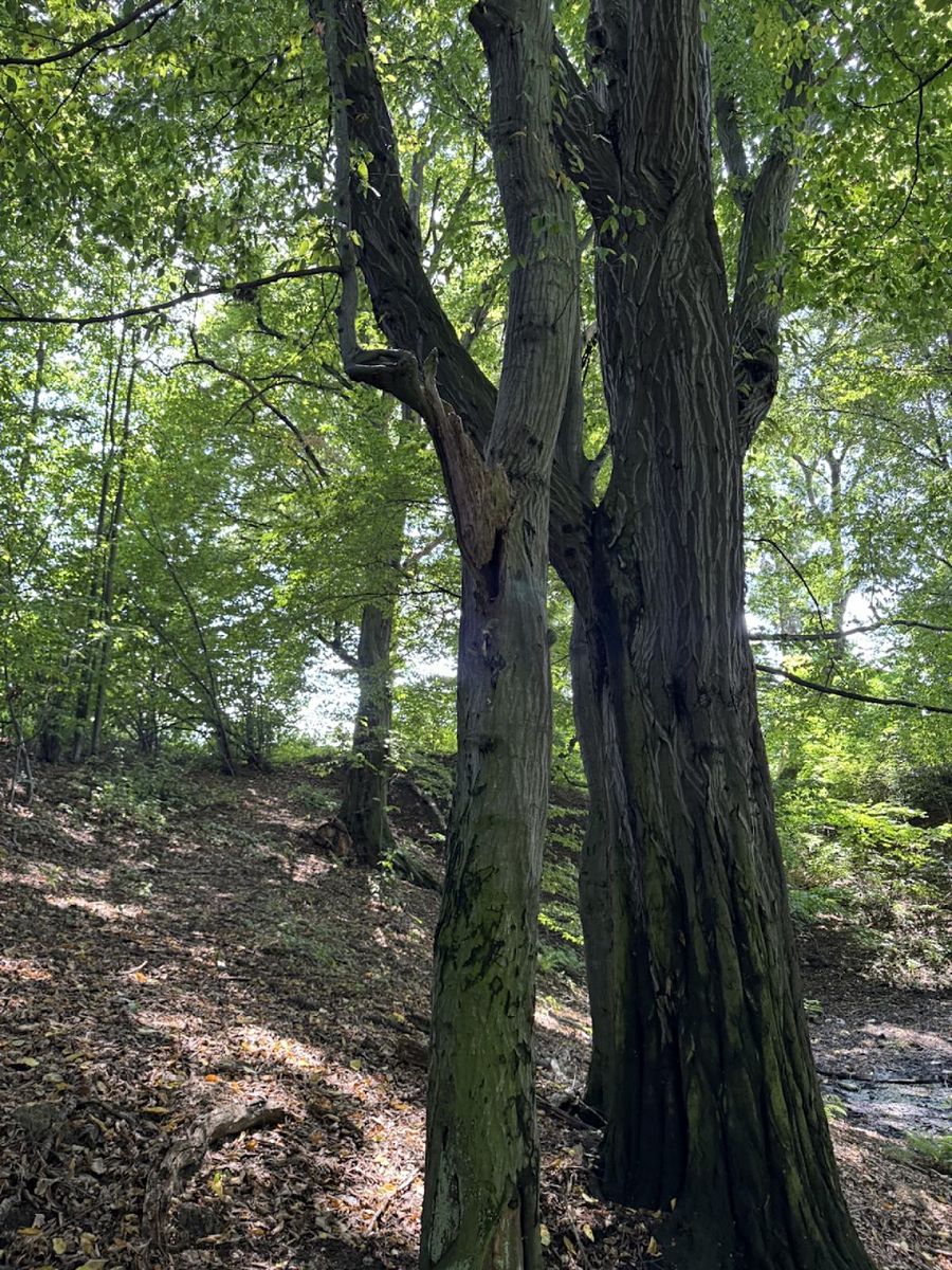 Prodej lesa 11962 m² – fotografie 2