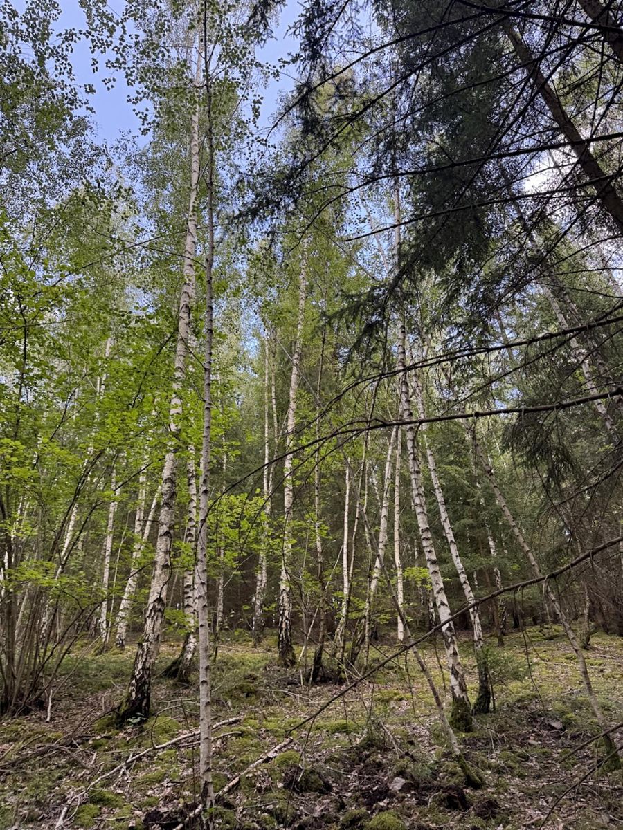 Prodej lesa 6930 m² – fotografie 5