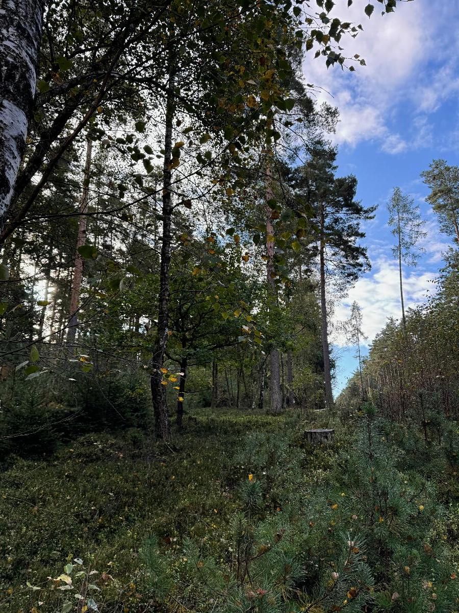 Prodej lesa 7181 m² – fotografie 5