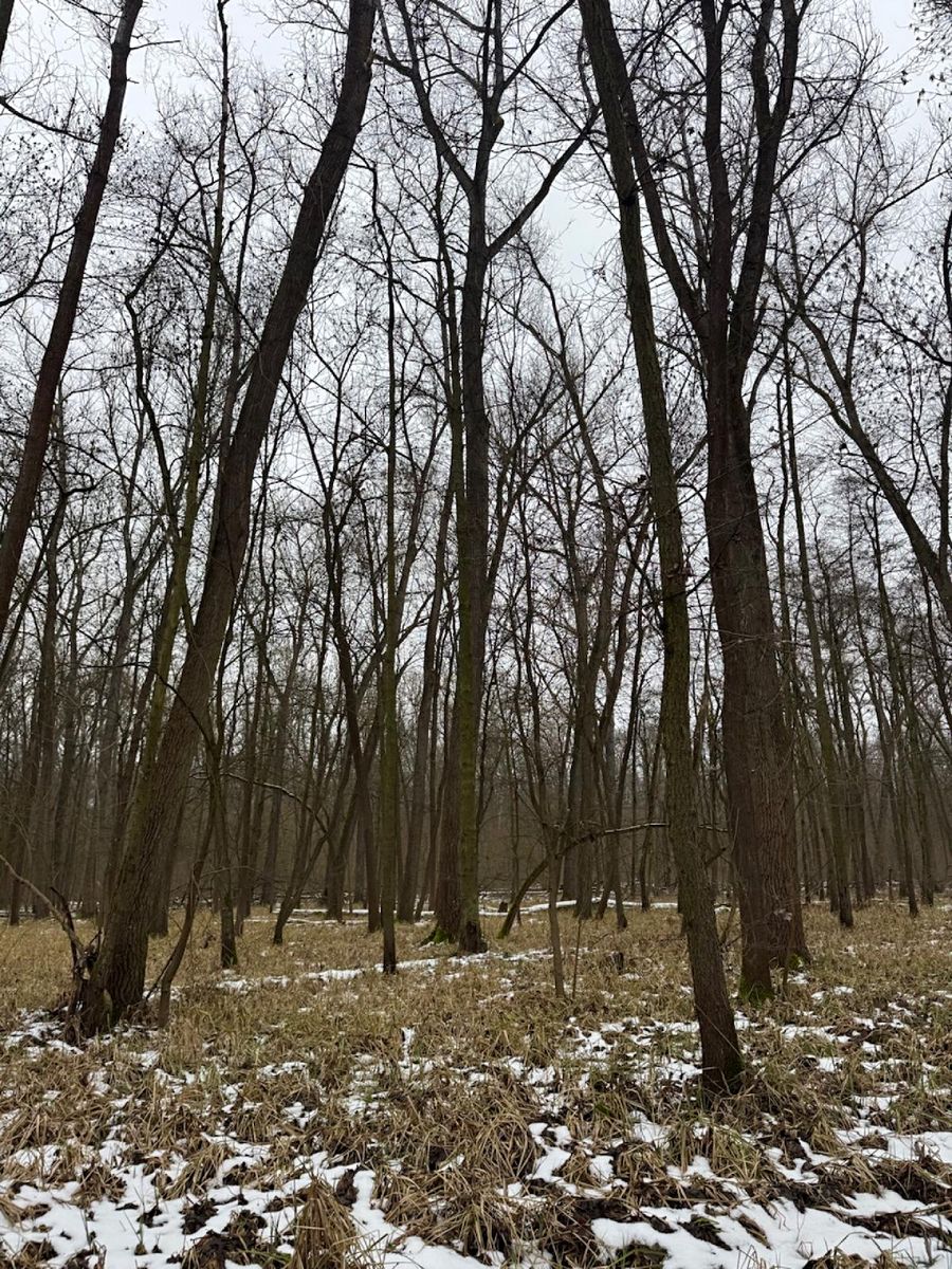 Prodej lesa 2268 m²