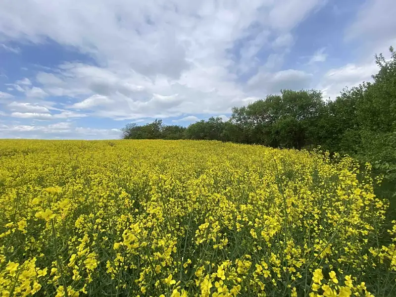 Dražba pole 1750 m², Řendějov – náhled fotky 2