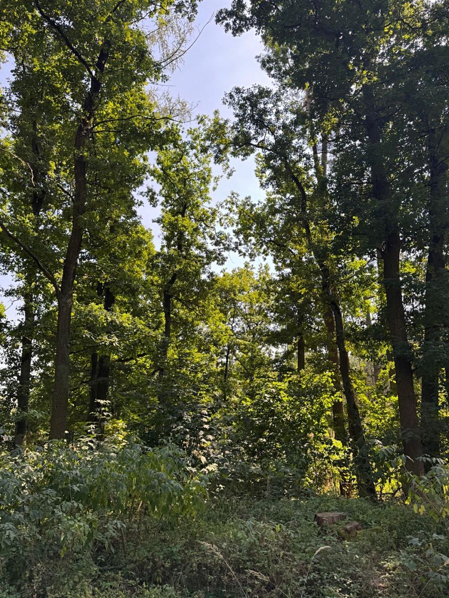 Prodej lesa 3558 m²