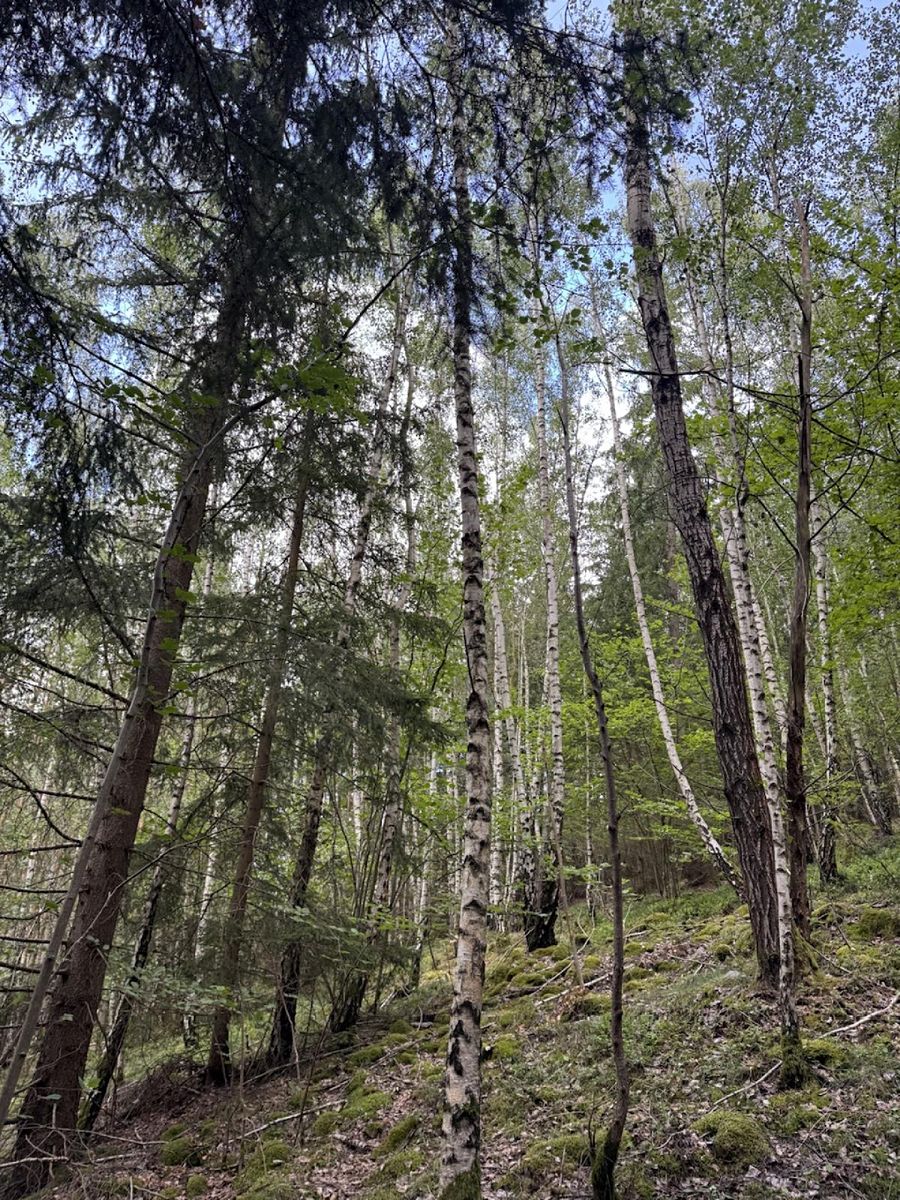 Prodej lesa 6930 m² – fotografie 4