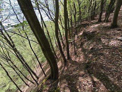 Prodej lesa 26738 m²