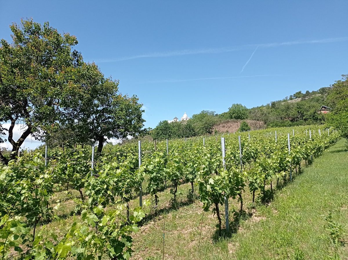 Prodej komerčního pozemku 3460 m², Mikulov – fotka 1 z 3