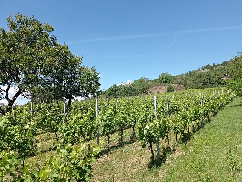 Prodej komerčního pozemku 3460 m², Mikulov – náhled fotky 1