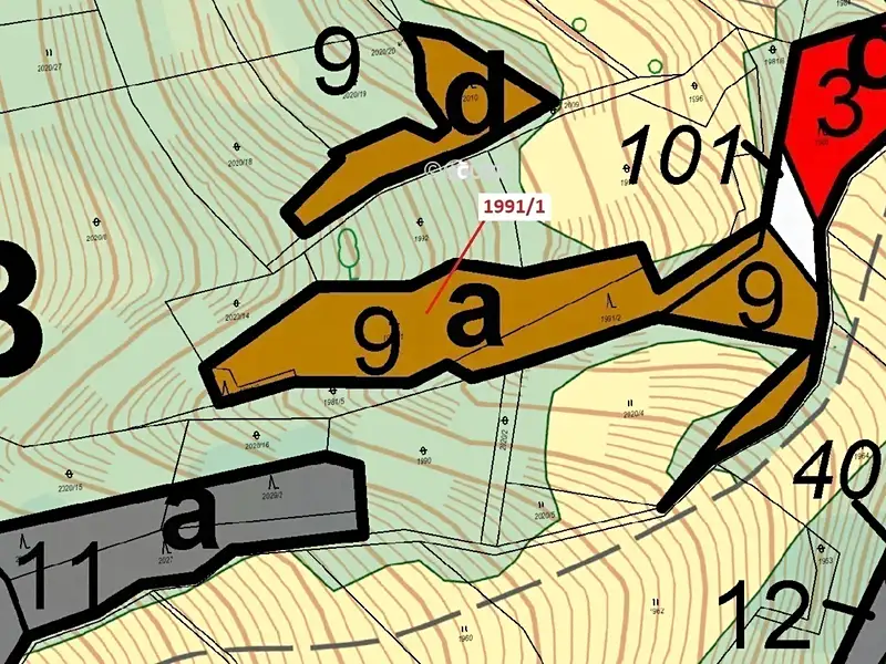Dražba lesa 2438 m², Hovězí – náhled fotky 3