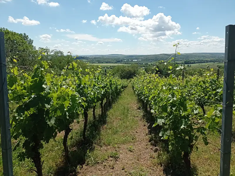 Prodej komerčního pozemku 3460 m², Mikulov – náhled fotky 2