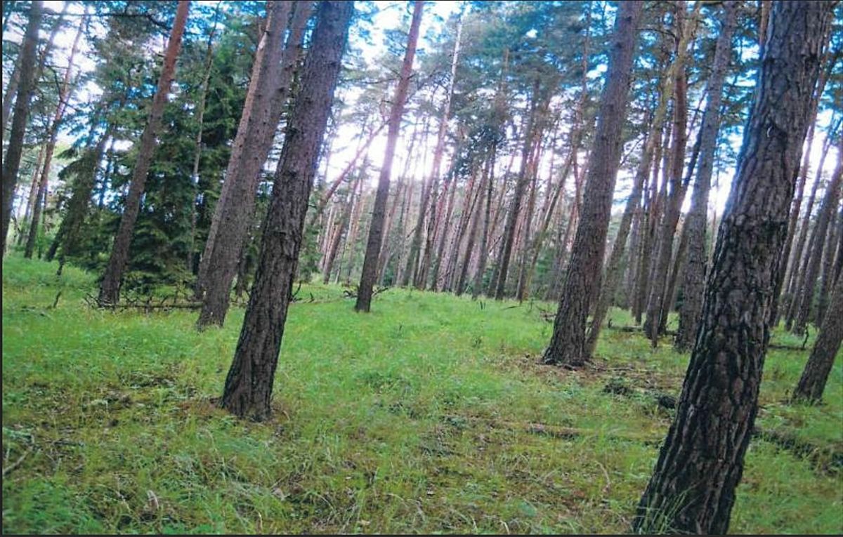 Prodej lesa 9629 m² – fotografie 3