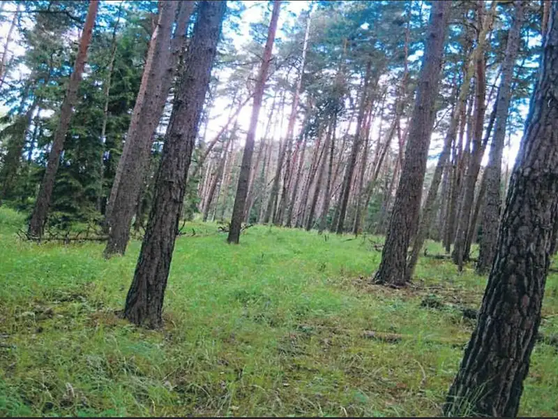Prodej lesa 9629 m², Dolní Vilémovice – náhled fotky 3