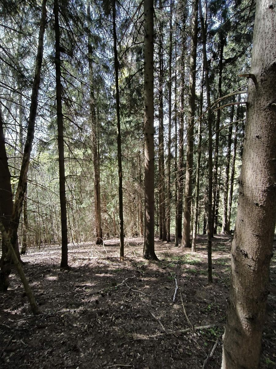 Prodej lesa 12043 m² – fotografie 3