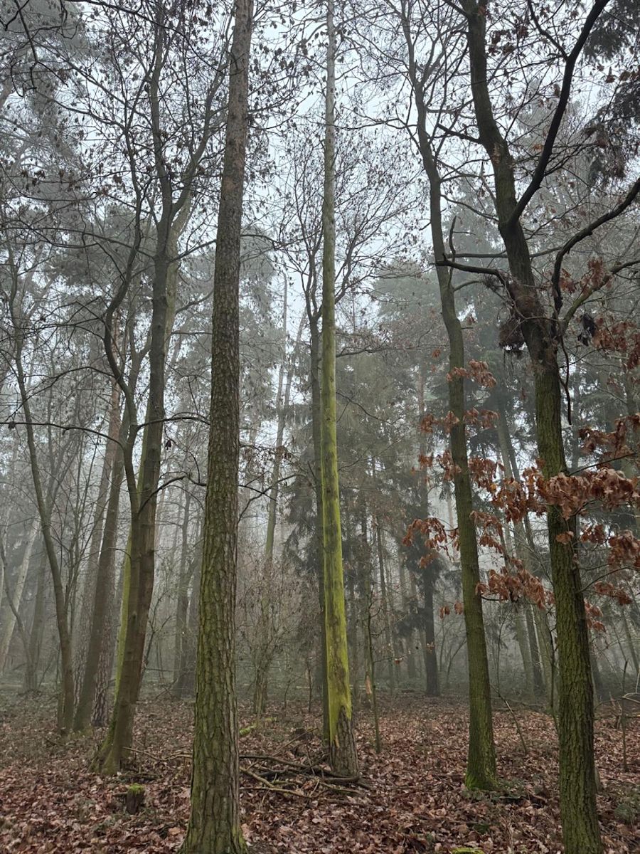Prodej lesa 5759 m²