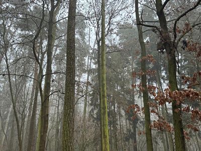 Prodej lesa 5759 m²