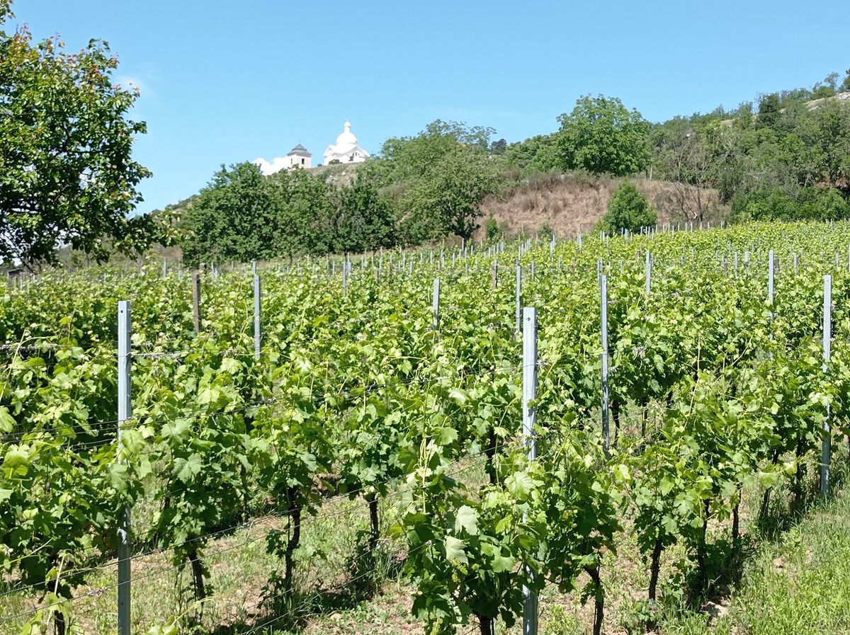 Prodej sadu, vinice 3460 m²