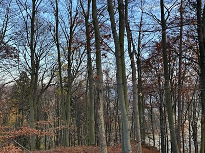 Prodej lesa 9585 m²
