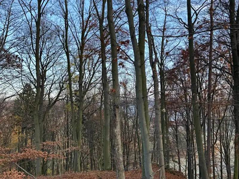 Prodej lesa 9585 m², Konice – náhled fotky 1