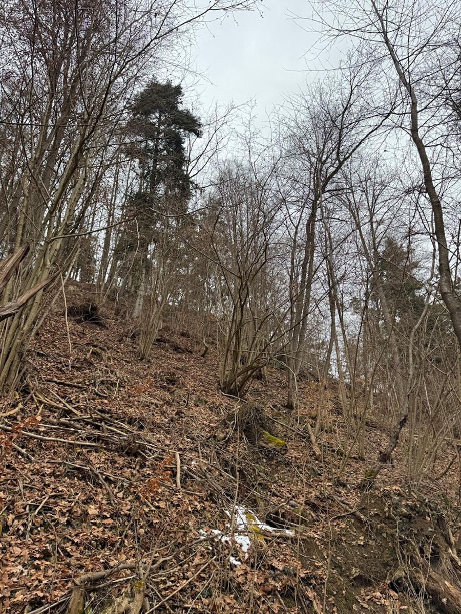 Prodej lesa 2337 m² – fotografie 3