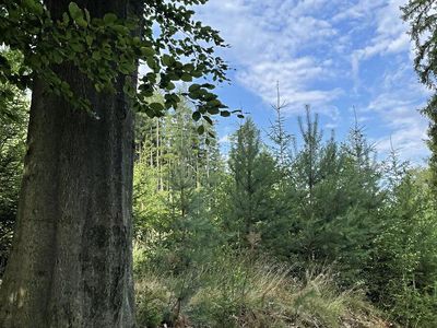 Prodej lesa 5469 m²
