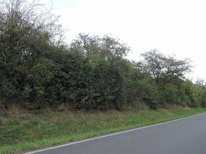 Dražba pozemku 6533 m², Třebichovice – náhled fotky 3