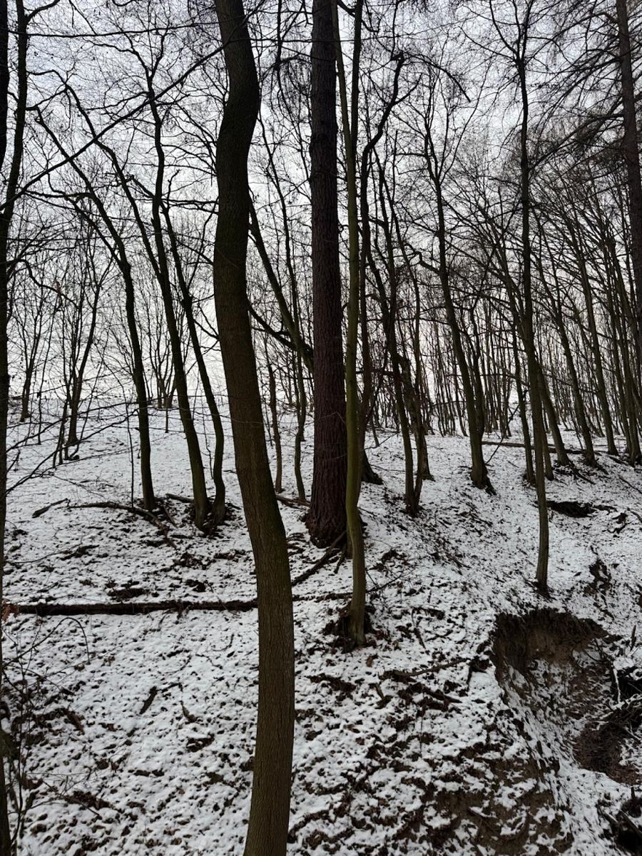 Prodej lesa 1783 m² – fotografie 3