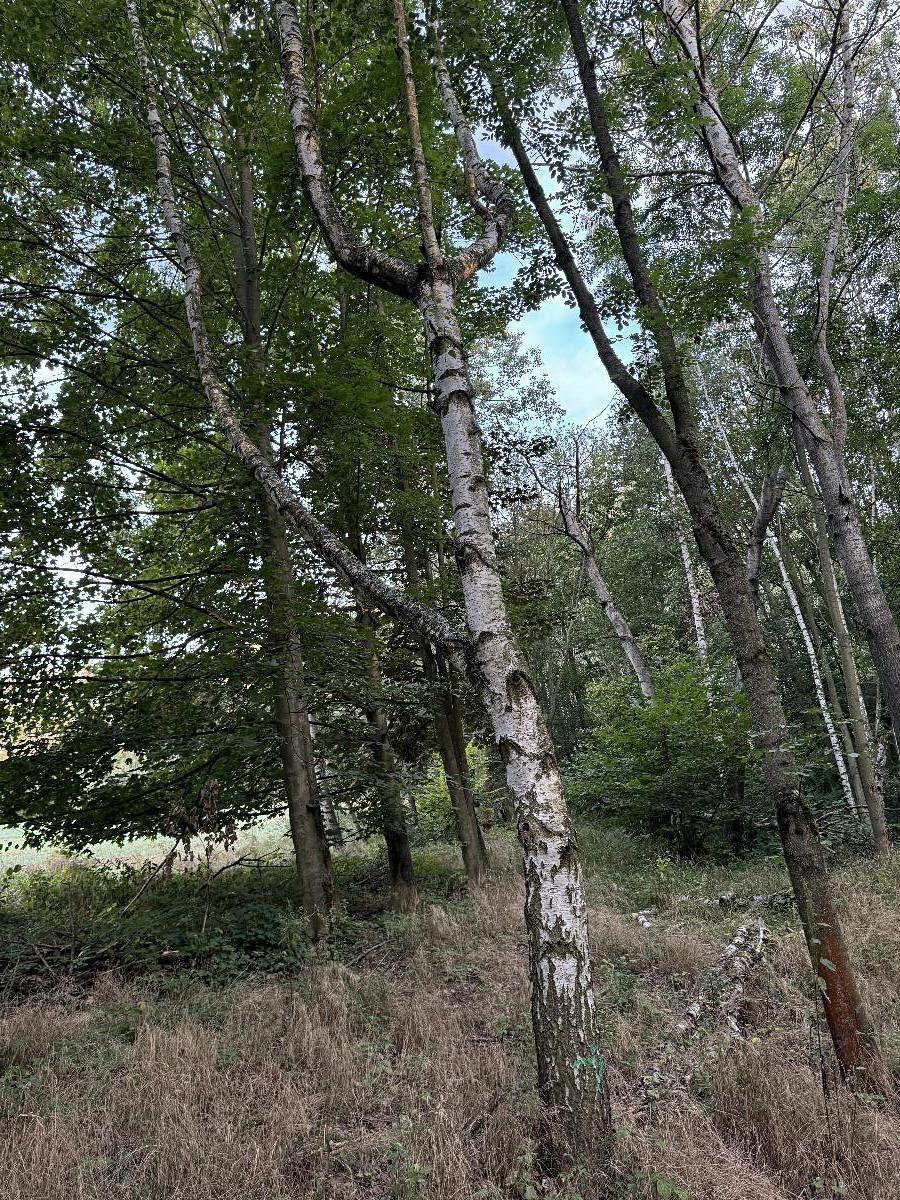 Prodej pozemku 3584 m²