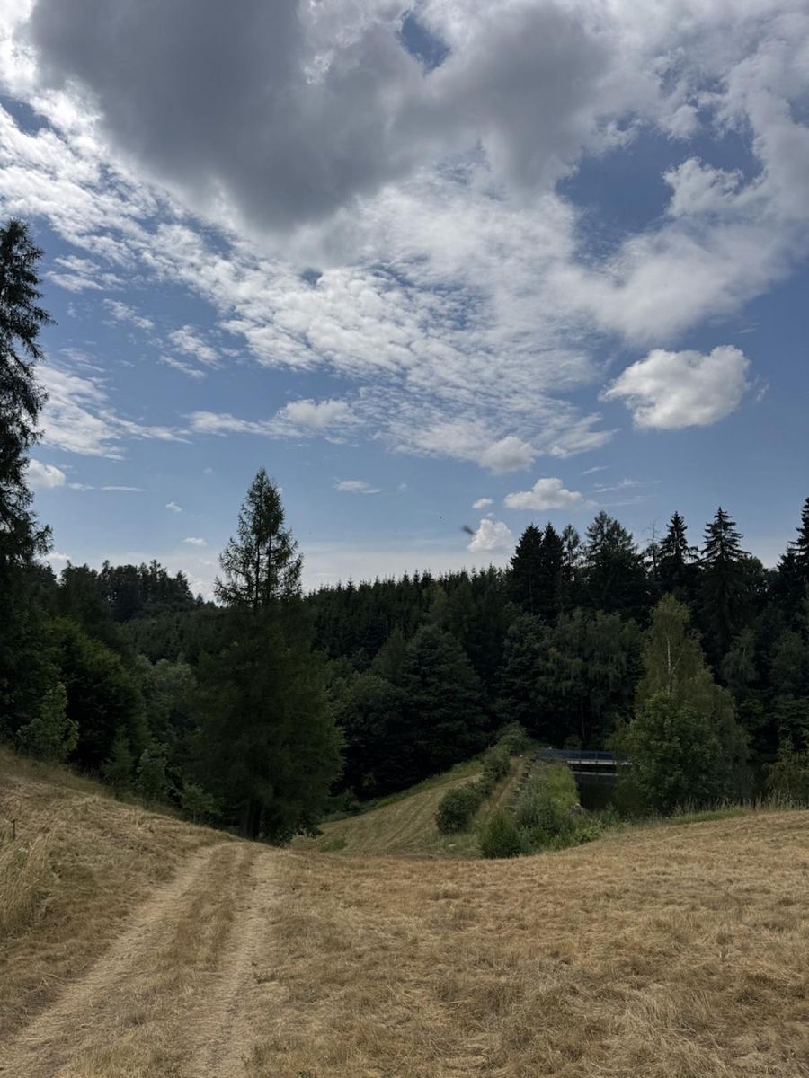 Prodej lesa 10342 m²