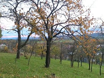 Prodej zahrady 3492 m²