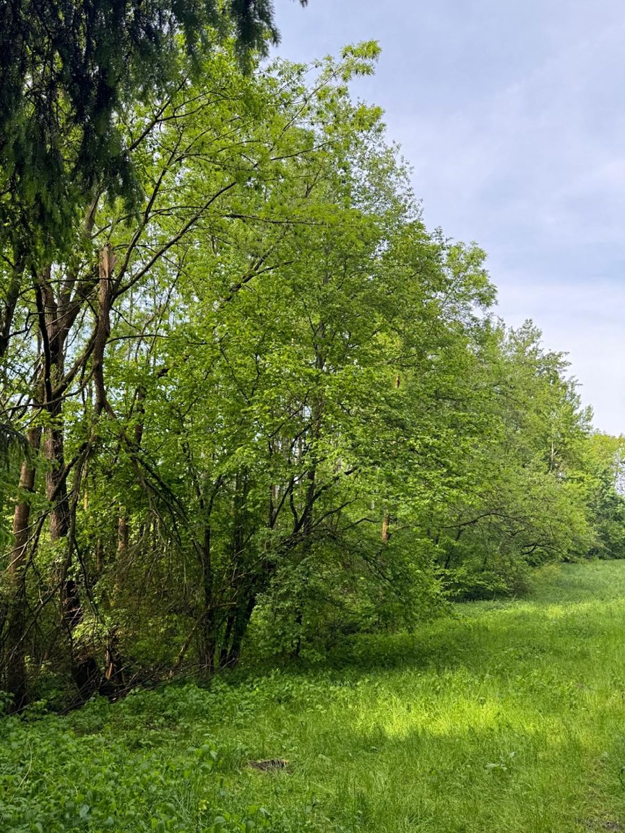 Prodej pozemku 19364 m² – fotografie 2