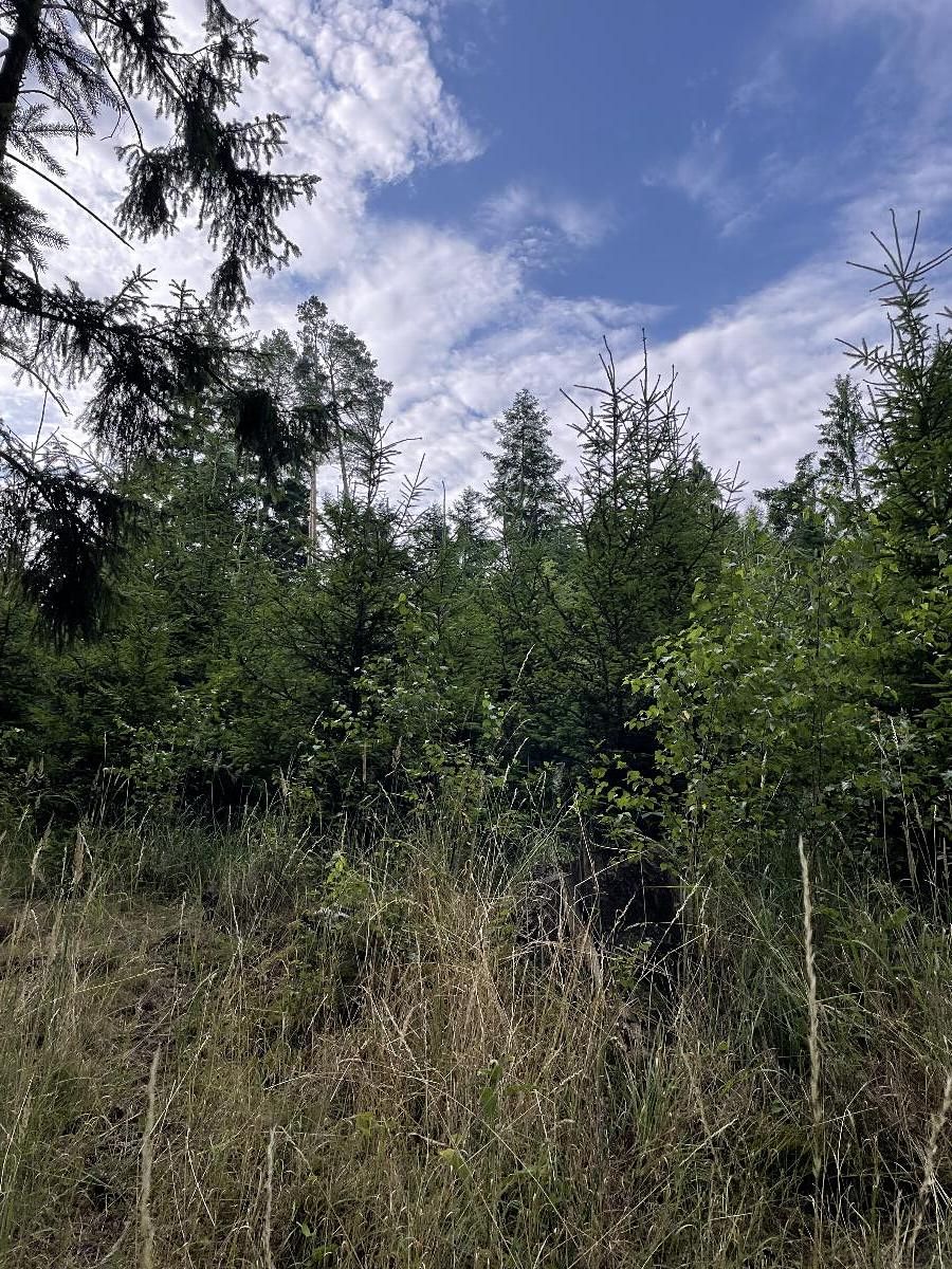 Prodej lesa 5469 m² – fotografie 3