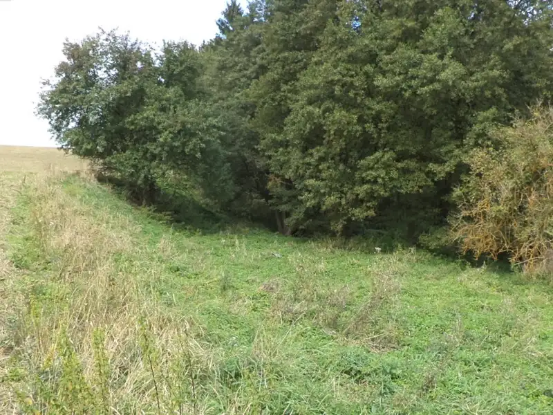 Dražba louky 58887 m², Tachov – náhled fotky 2
