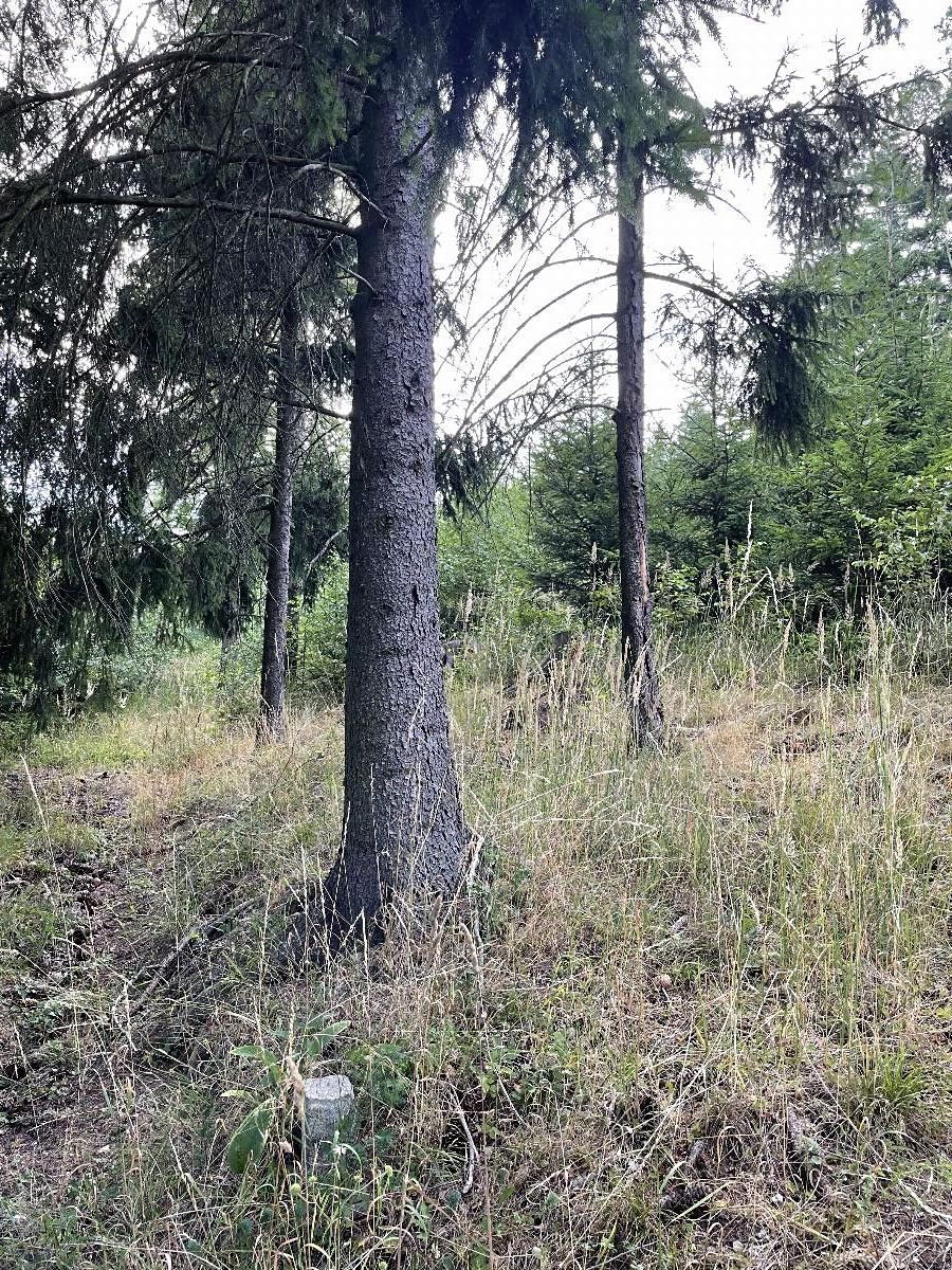 Prodej lesa 5469 m² – fotografie 2