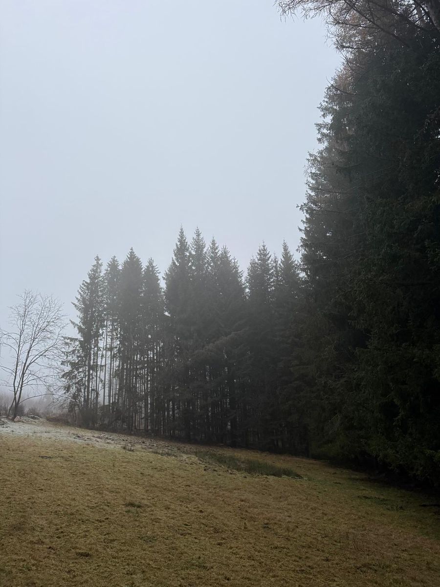 Prodej lesa 24200 m²