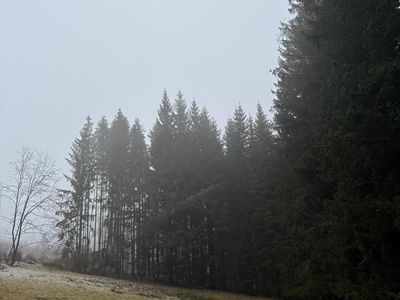 Prodej lesa 24200 m²