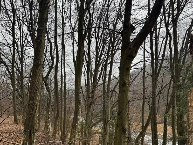 Prodej lesa 16650 m², Huslenky – náhled fotky 2