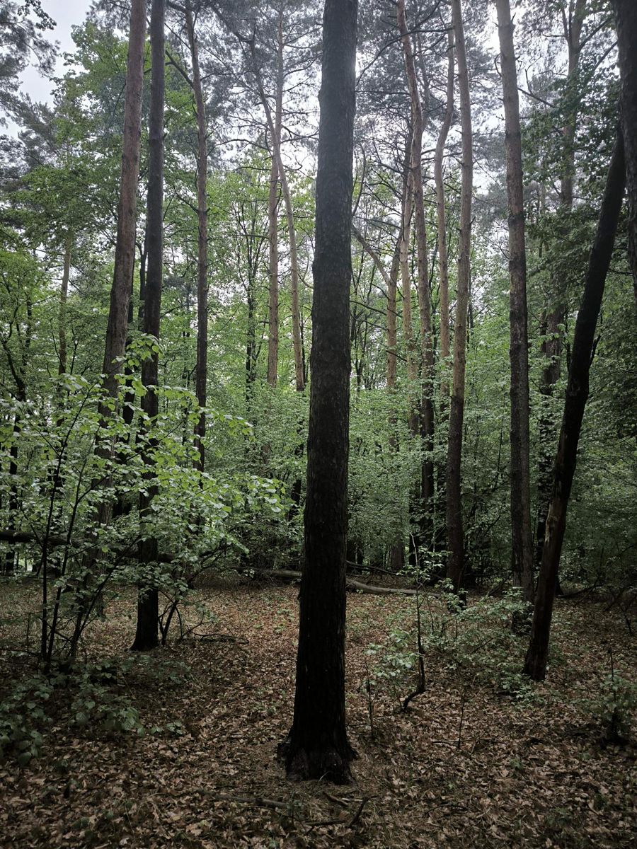 Prodej lesa 23360 m² – fotografie 3