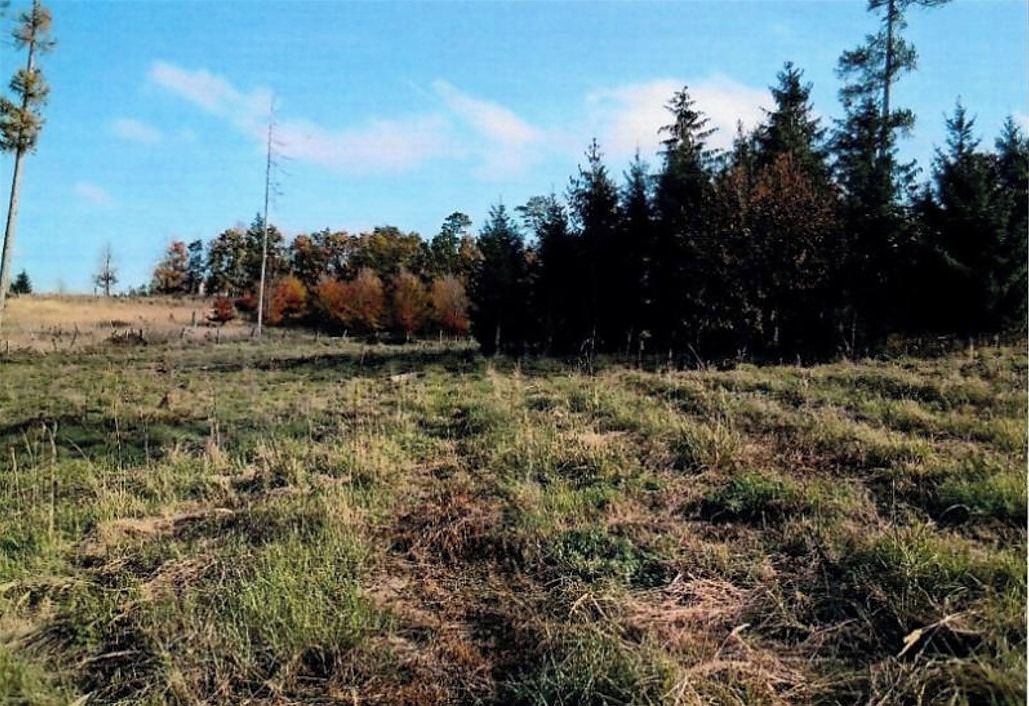 Prodej lesa 8722 m²