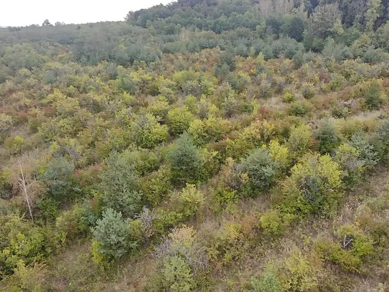 Prodej sadu, vinice 42877 m², Dobříň – náhled fotky 2