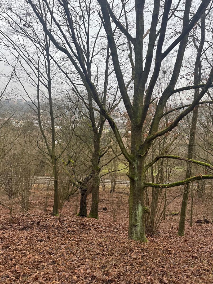 Prodej lesa 36788 m²