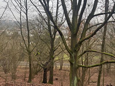 Prodej lesa 36788 m²
