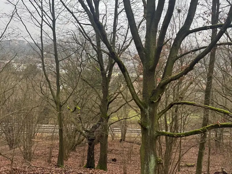 Prodej lesa 36788 m², Ústí nad Labem – náhled fotky 1