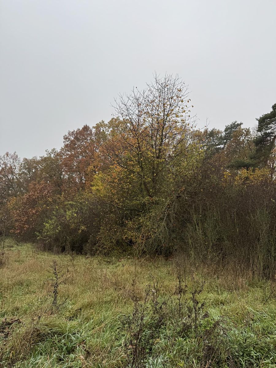 Prodej pozemku 14747 m² – fotografie 5