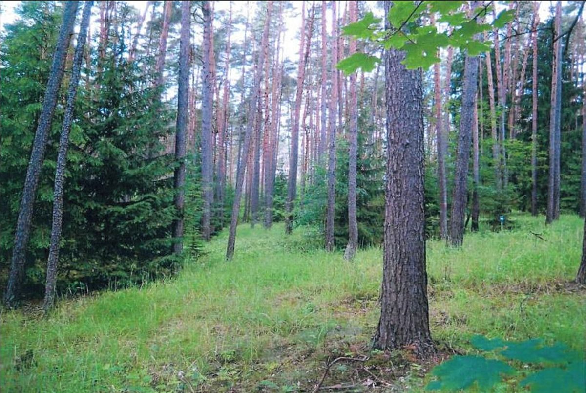 Prodej lesa 9629 m² – fotografie 2