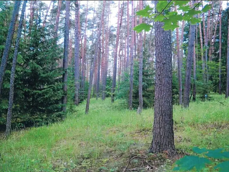 Prodej lesa 9629 m², Dolní Vilémovice – náhled fotky 2