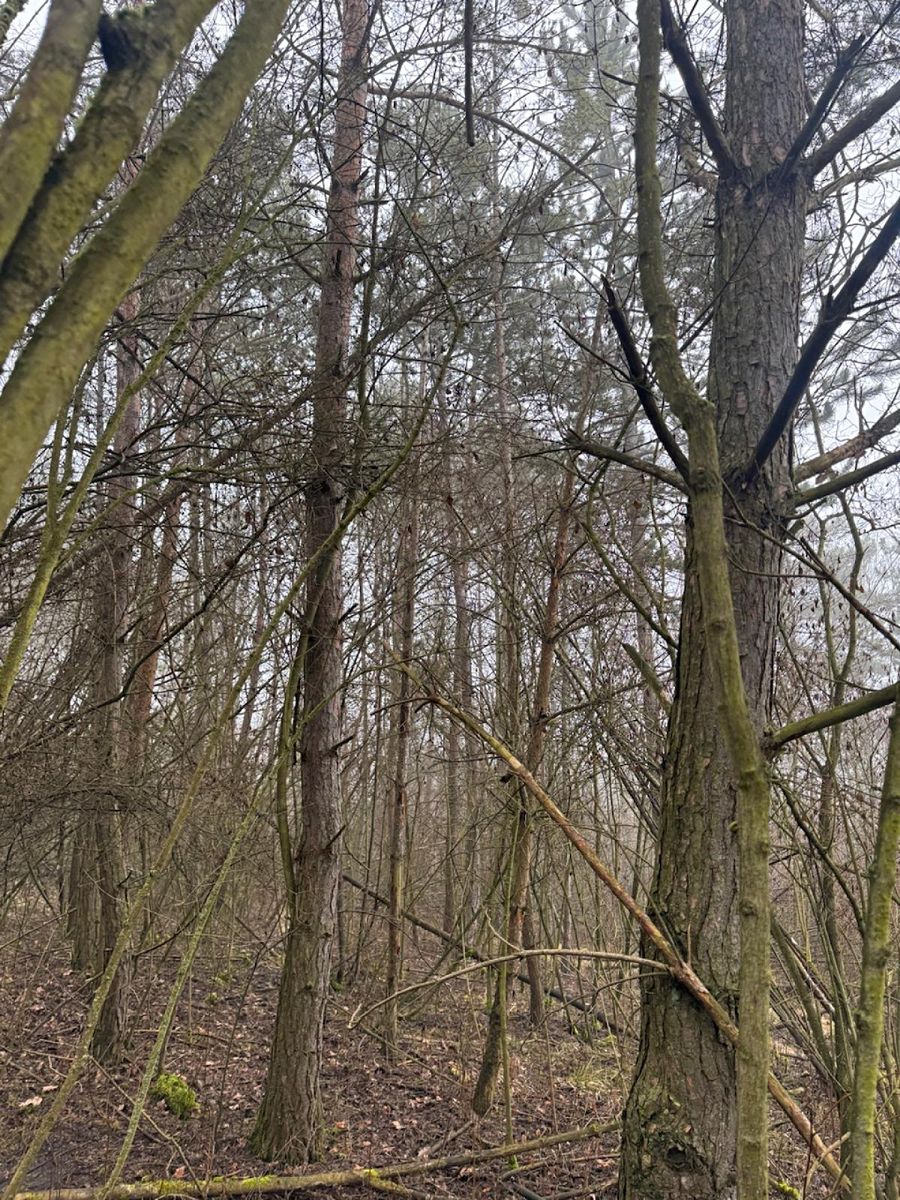 Prodej lesa 3854 m² – fotografie 3