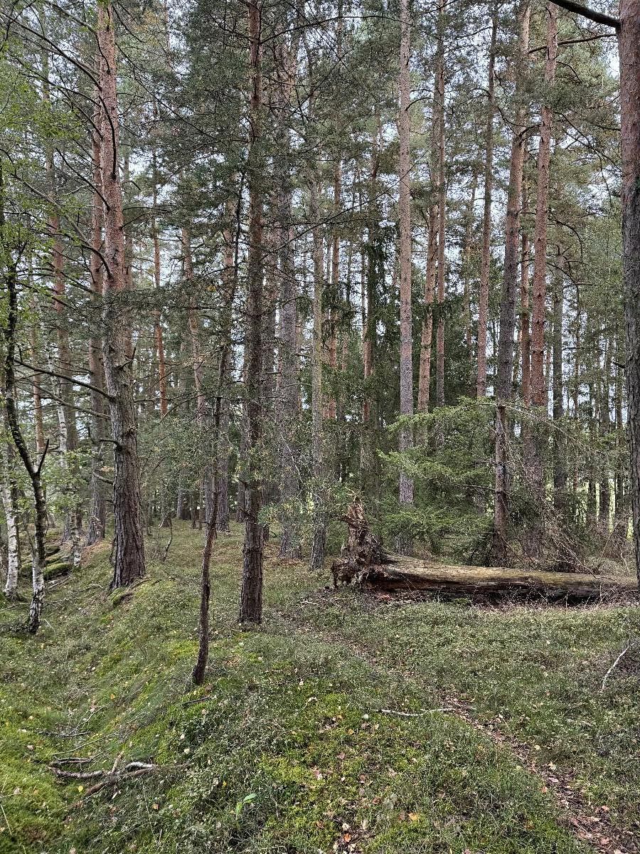 Prodej rybníku (vodní plochy) 9153 m²