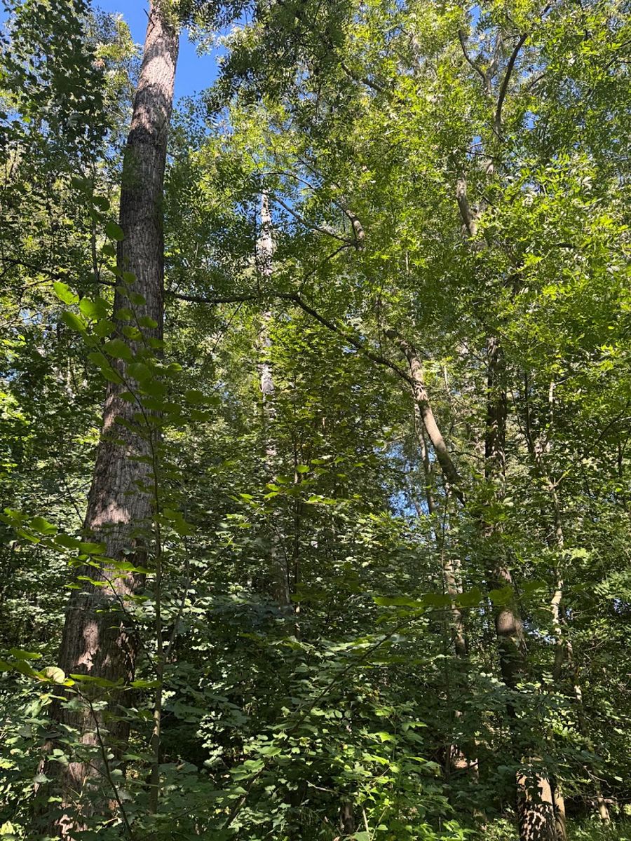 Prodej lesa 4400 m² – fotografie 3