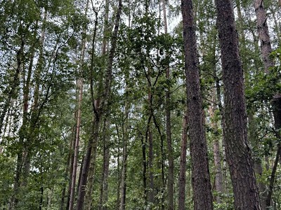 Prodej podílu 1/3  lesa 2 081 m²