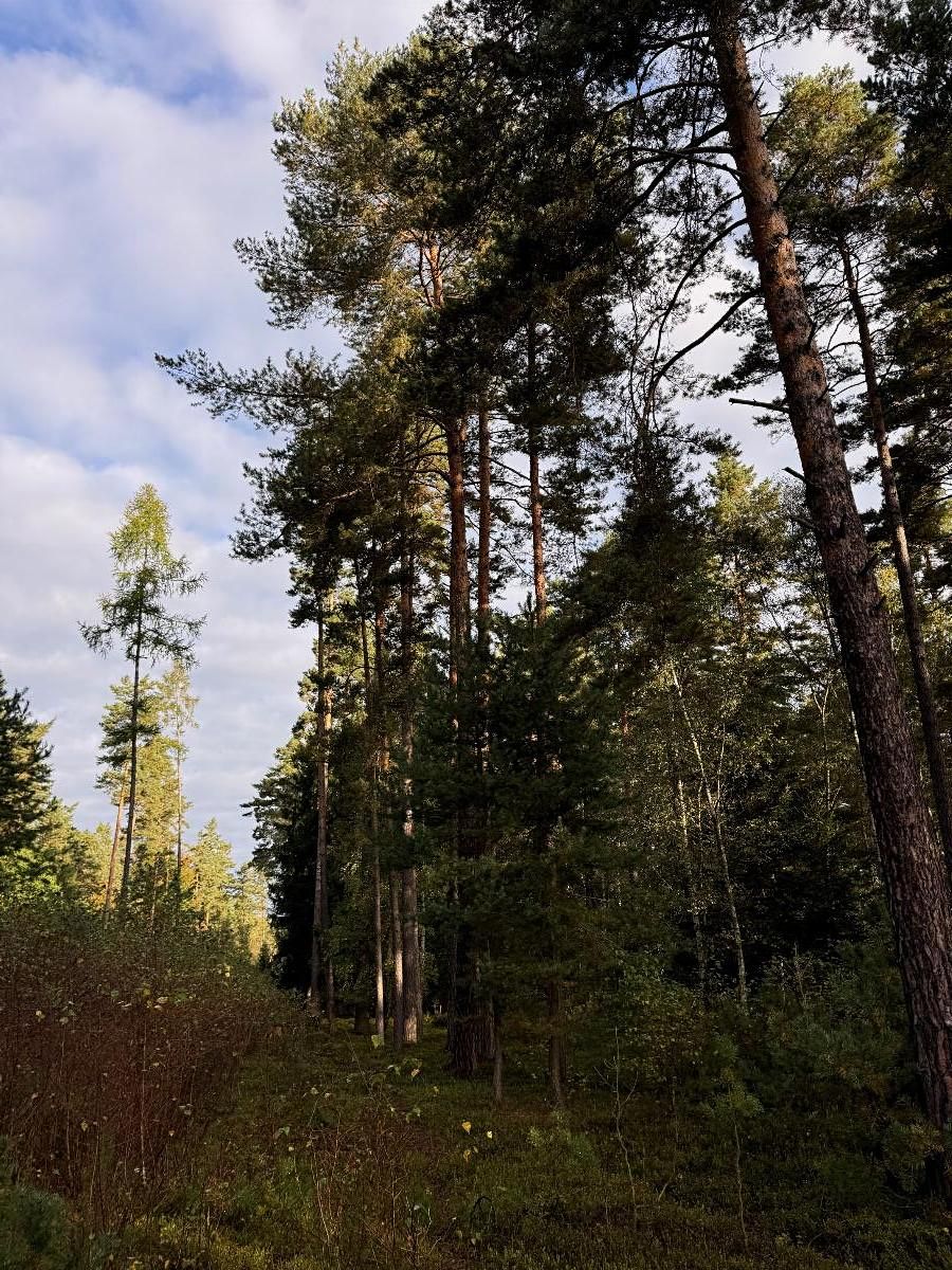 Prodej lesa 7181 m²