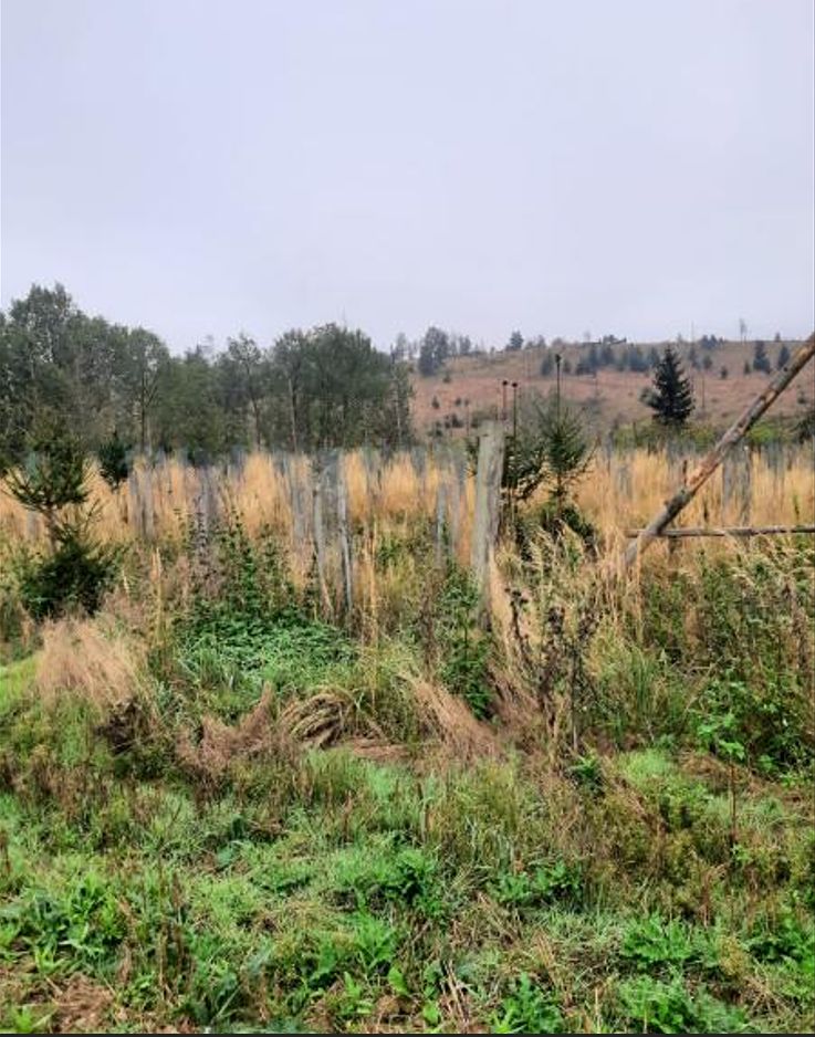 Prodej lesa 11904 m²